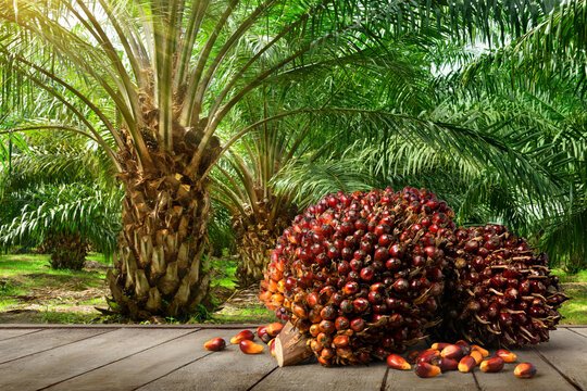 Super gene palm