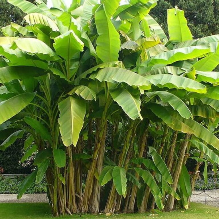 Plantain sucker