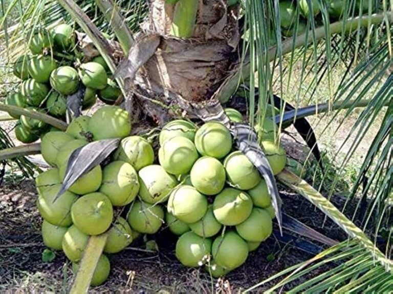 Coconut