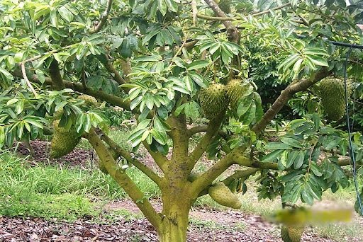 Soursop