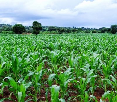 maize-plantation